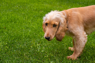 english cocker spaniel