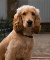 cavalier king charles spaniel