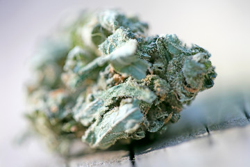 Cannabis bud macro super lemon haze medical marihuana fifty megapixels prints
