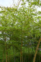 Fototapeta premium leaves of bamboo