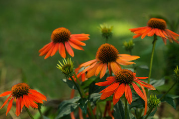 red coneflower blossoms in a garden
