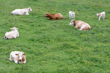 Fototapeta na wymiar cows and calves sitting on meadow in mountains