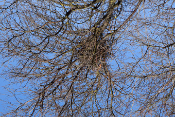 Bird's nest in the branches of cherry plum. Thick branches protect the nest.