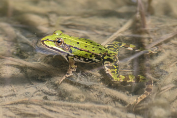 edible frog (Pelophylax esculentus) sitting at the shore of a small pond