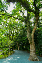 trees in the park