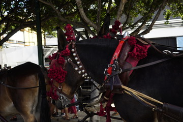 horse carriage concurso de enganches de carruajes de coches de caballos feria de malaga 2019