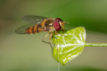 Marmalade hoverfly (Episyrphus balteatus) resting on a leaf