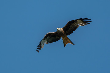 Fototapeta na wymiar Red kite (Milvus milvus) in flight searching for prey