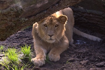 young lion under tree