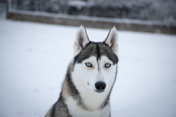 Husky en hiver