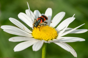 Trichodes alvearius, a species of Soldier or Checkered beetle, collecting pollen on a daisy blossom