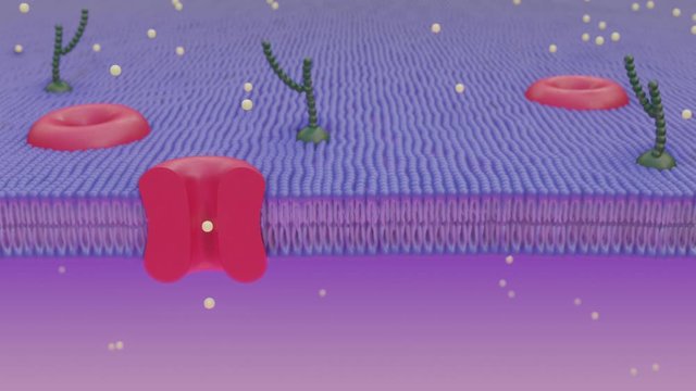 Human cell membrane in red and blue showing transmembrane proteins. 3d animation. Solute passing through protein channel in lipid bilayer, with proteins with carbohydrate chains 