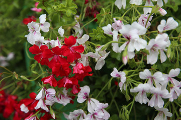  Red and white geranium in the park.