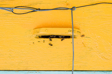 Bees fly at the entrance to the hive. Tray of the hive. Hole entrance to the hive.