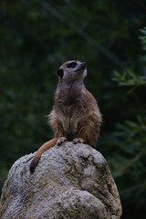Portrait of a meerkat