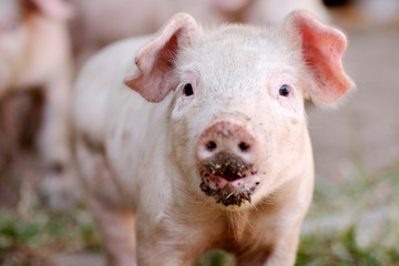 dirty little pig animal portrait