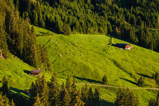Mountain pasture at the Zillertaler mountain road, Ziller valley, Tyrol, Austria