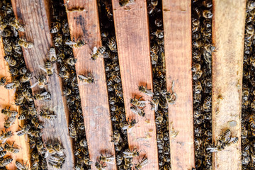 Open bee hive. Plank with honeycomb in the hive. The bees crawl along the hive. Honey bee.