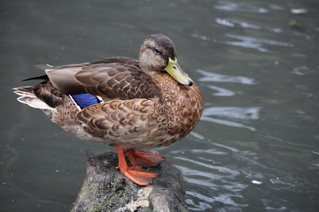 beau canard