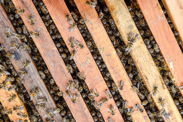 Open bee hive. Plank with honeycomb in the hive. The bees crawl along the hive. Honey bee.