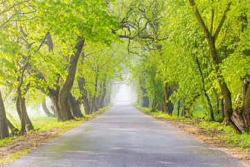 Road to nowhere. Green alley in rural area. Weather change concept