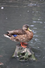 petitcanard