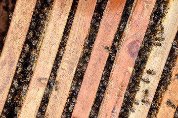 Open bee hive. Plank with honeycomb in the hive. The bees crawl along the hive. Honey bee.