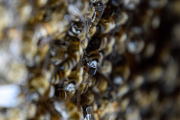 A dense cluster of swarms of bees in the nest. Working bees, drones and uterus in a swarm of bees. Honey bee. Accumulation of insects.