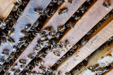 Open bee hive. Plank with honeycomb in the hive. The bees crawl along the hive. Honey bee.