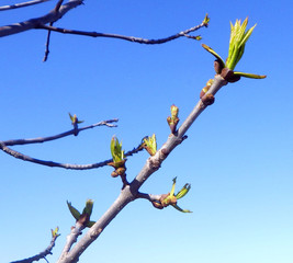 Budding Tree Branch
