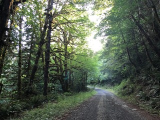 Obraz premium road in forest