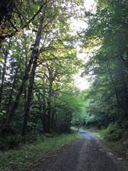road in the forest