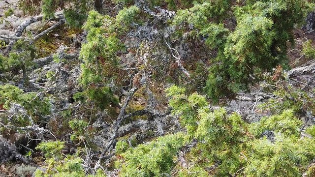 Close up of Common juniper (Juniperus communis) tree