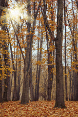 Fototapeta premium Autumn landscape forest. Yellow trees and sun