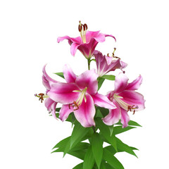 Oriental Lily Cutout