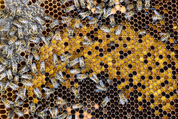Honey bees on the home apiary