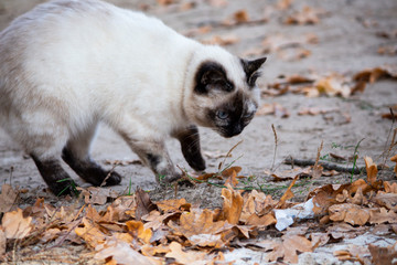Naklejka na ściany i meble cat is looking at the leaves. Cat's eyes. Russian cat on the street.