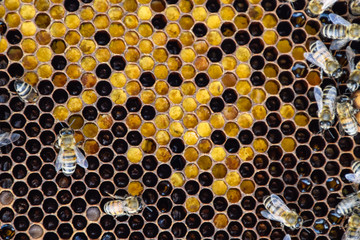 Honey bees on the home apiary