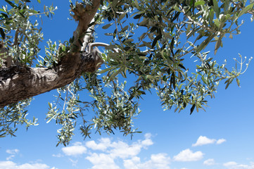 Fototapeta premium A spring day view of the sky and trees