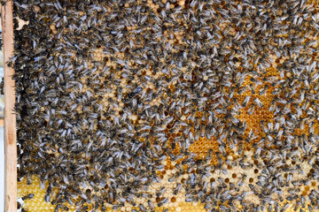 Honey bees on the home apiary