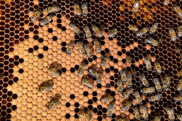 Honey bees on the home apiary