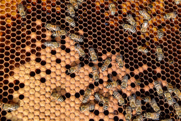 Honey bees on the home apiary