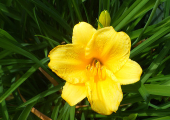 Close-up of Yellow Daffodil