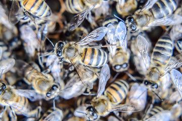 Macro photograph of bees. Dance of the honey bee. Bees in a bee hive on honeycombs.