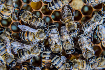 Macro photograph of bees. Dance of the honey bee. Bees in a bee hive on honeycombs.