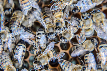 Macro photograph of bees. Dance of the honey bee. Bees in a bee hive on honeycombs.