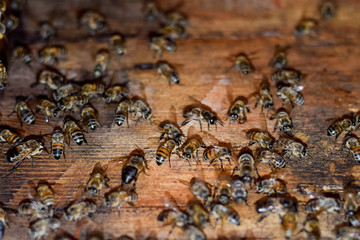 A beehive, a view from the inside. The bee-hut. Honey bee. Entrance to the hive.
