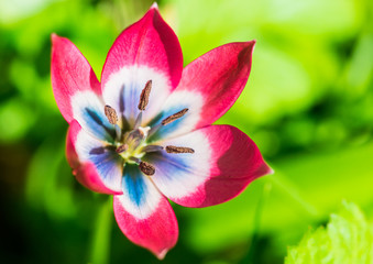 Little Beauty