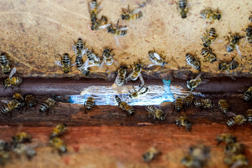 A beehive, a view from the inside. The bee-hut. Honey bee. Entrance to the hive.