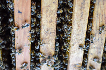 Open bee hive. Plank with honeycomb in the hive. The bees crawl along the hive. Honey bee.